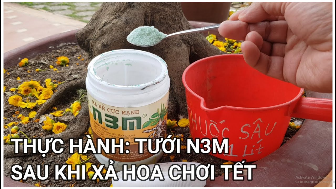 🔴 QBS22100 - CÁCH TƯỚI N3M CHO CÂY MAI SAU KHI XẢ HOA || CÁCH ĐI PHÂN THUỐC CHO CÂY MAI THÁNG 1