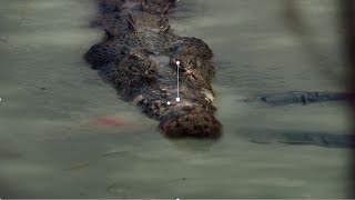 This Crocodile Showed Off Brett Mann To His Friends Before Eating Him