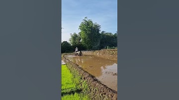 Pemandangan pagi hari di sawah #shorts #sawah #alam