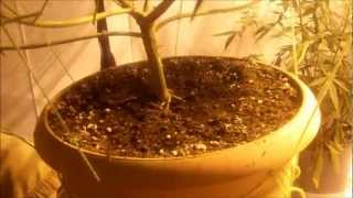 lollipoping the plants