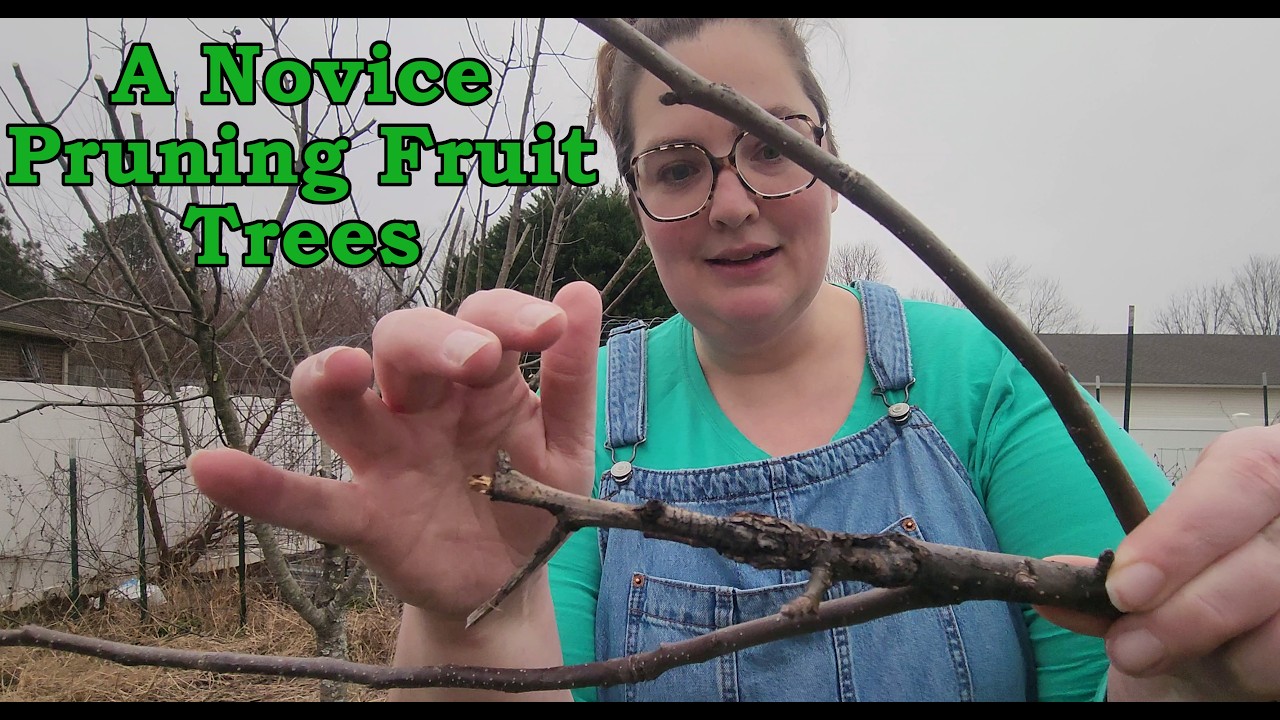 A Novice Pruning Fruit Trees - YouTube