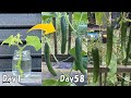 【苗代0円】キュウリの茎を植えるだけでキュウリが大量に収穫できます！