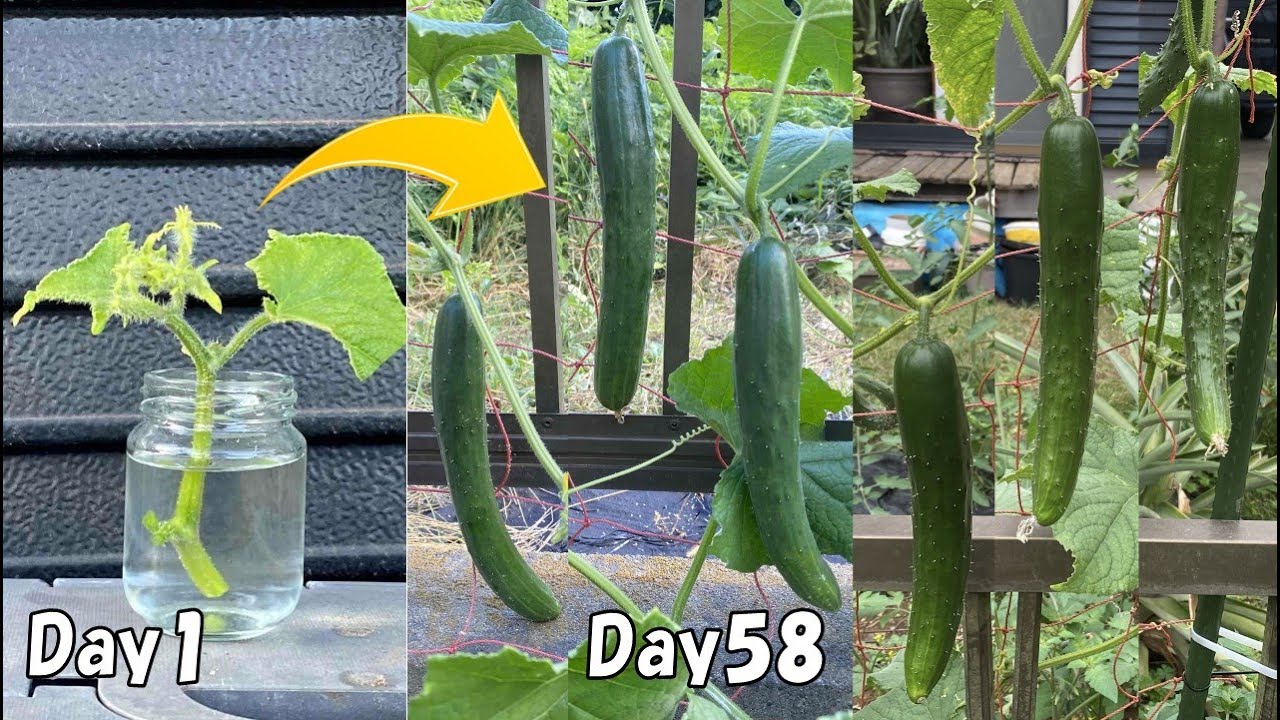 Как выращивать огурцы из стебля полупостоянным способом