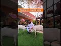 गोमातेवरचं प्रेम... संस्कारांची ओळख! | Eknathji Shinde | Shivsena |n Maharashtra