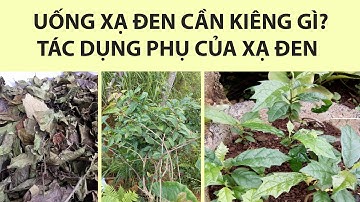 UỐNG XẠ ĐEN CẦN KIÊNG GÌ? TÁC DỤNG PHỤ CỦA XẠ ĐEN