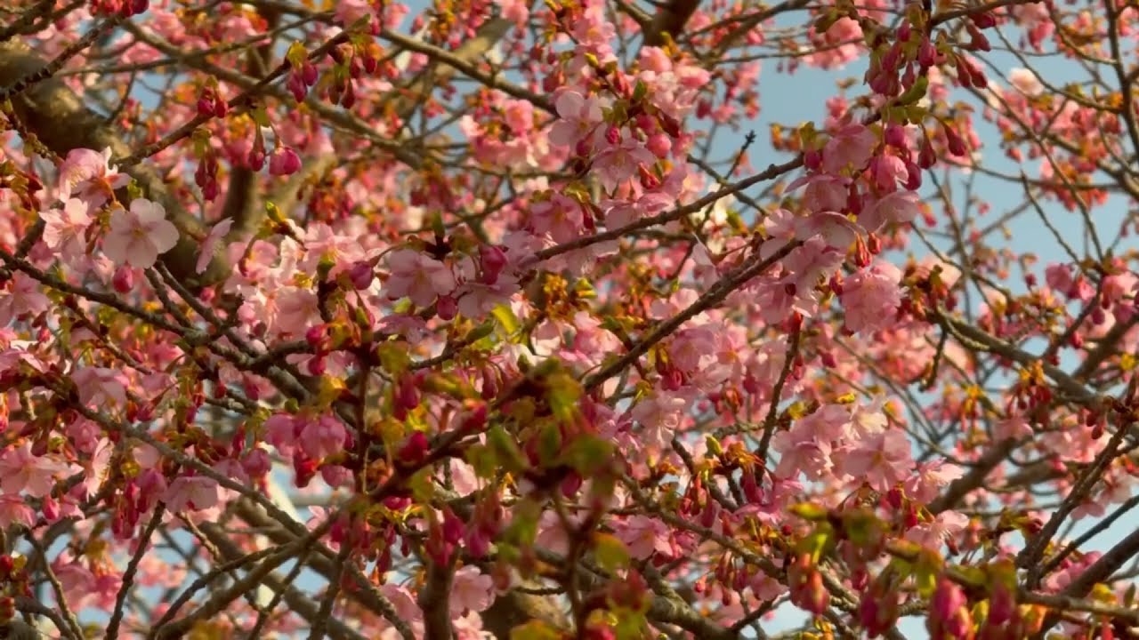 2026/02/05 河津桜咲く！ 春色に染まり始めた日本一細長い佐田岬半島