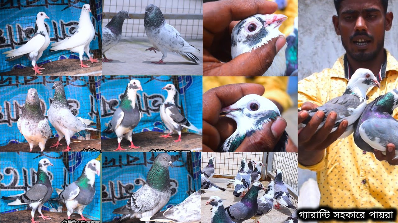 পায়রা না উড়লে রিটার্ন করা হবে 100%||৬ ঘন্টা উড়ার গিরিবাজ পায়রা || @dspigeon519 