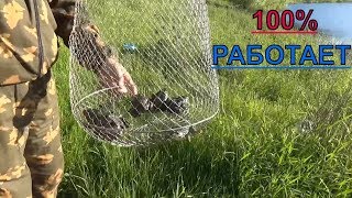 Видео ЛУЧШИЙ способ-ЛОВИМ ЛЯГУШЕК для наживки на сома (автор: Рыбак с Оки)