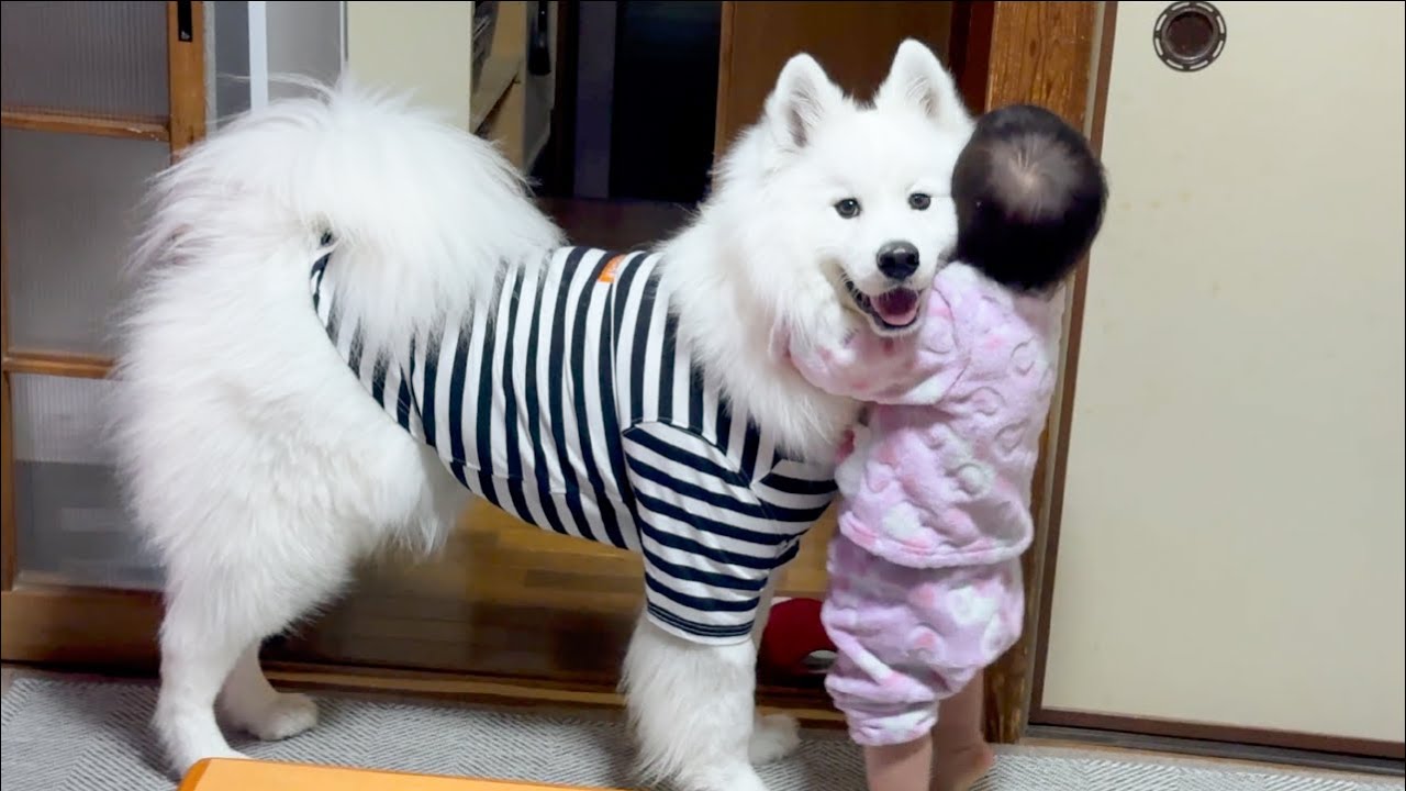 A dog who is confused but still smiling after being hugged by his