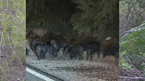 Pack of pigs, wild hogs seen in southeast-side neighborhood