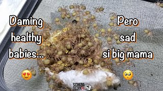 Ang aking unang tarantula egg sac 👌