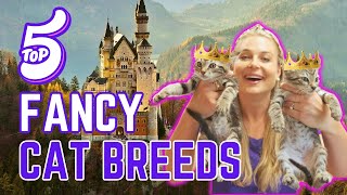 Top 5 Royal Cat Breeds to Own?!?! | Fancy Cats by Doctor Lindsay Butzer DVM 572 views 6 months ago 4 minutes, 39 seconds