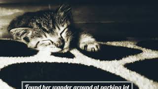 The Cat Moments - Nishas Moments