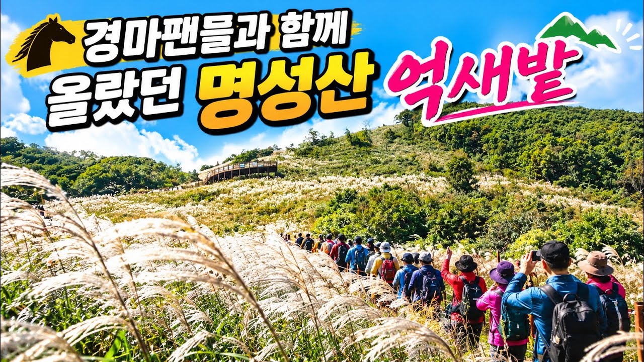 경마팬과 함께 올랐던 명성산 억새밭/ 황금물결 억새