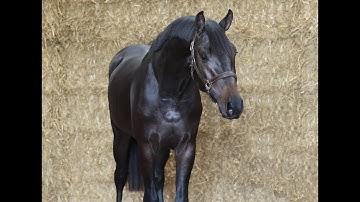 Timetable FB (v.Pegase vh Ruytershof x Canabis Z) || 2023 STALLION