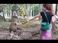 monkey grabbing corn from beautiful girl