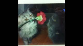 *free* indie rock type beat - "cat" | indie pop type beat