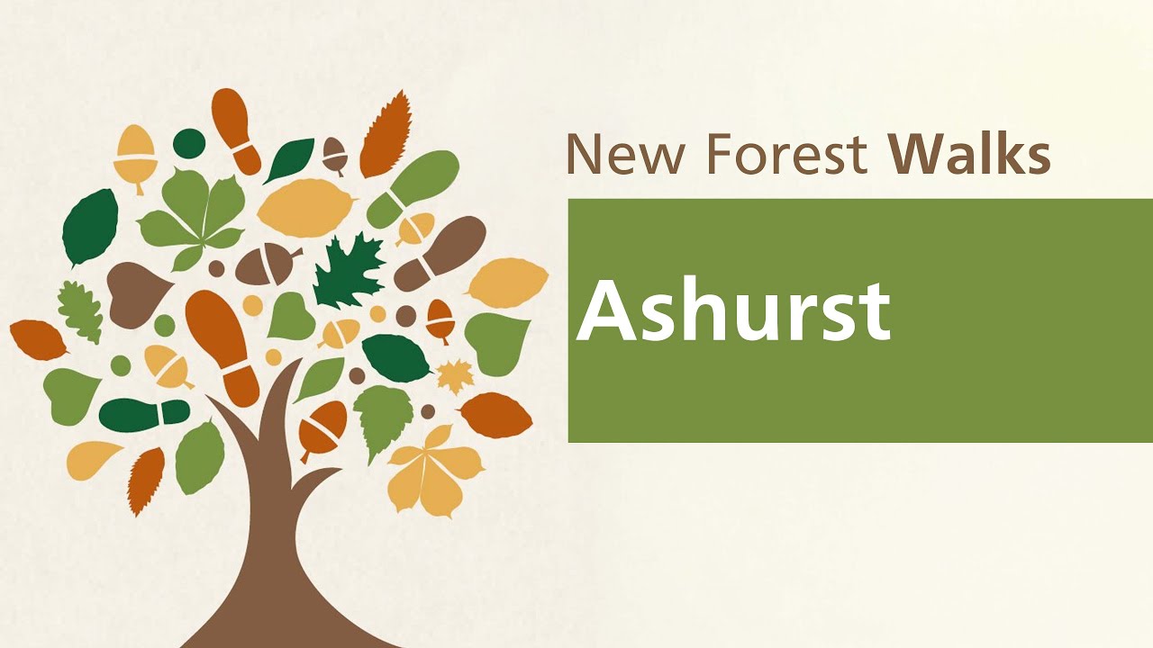 New Forest walks: Ashurst