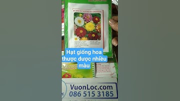 Bán Hạt giống hoa thược dược nhiều màu