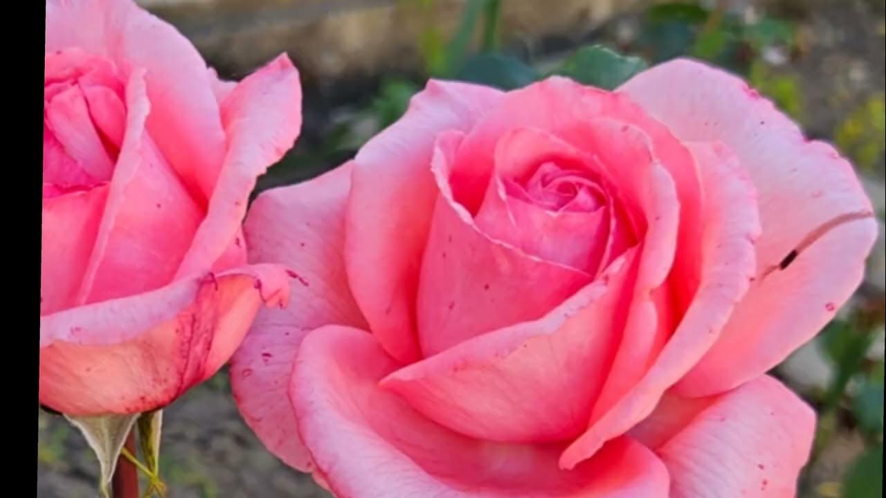 Natural Beauty Roses colours YouTube