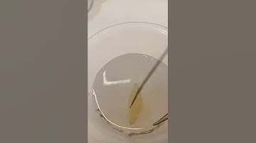 Raisins in the Hypertonic solution and Hypotonic solution | Results | By -Nitika Anand