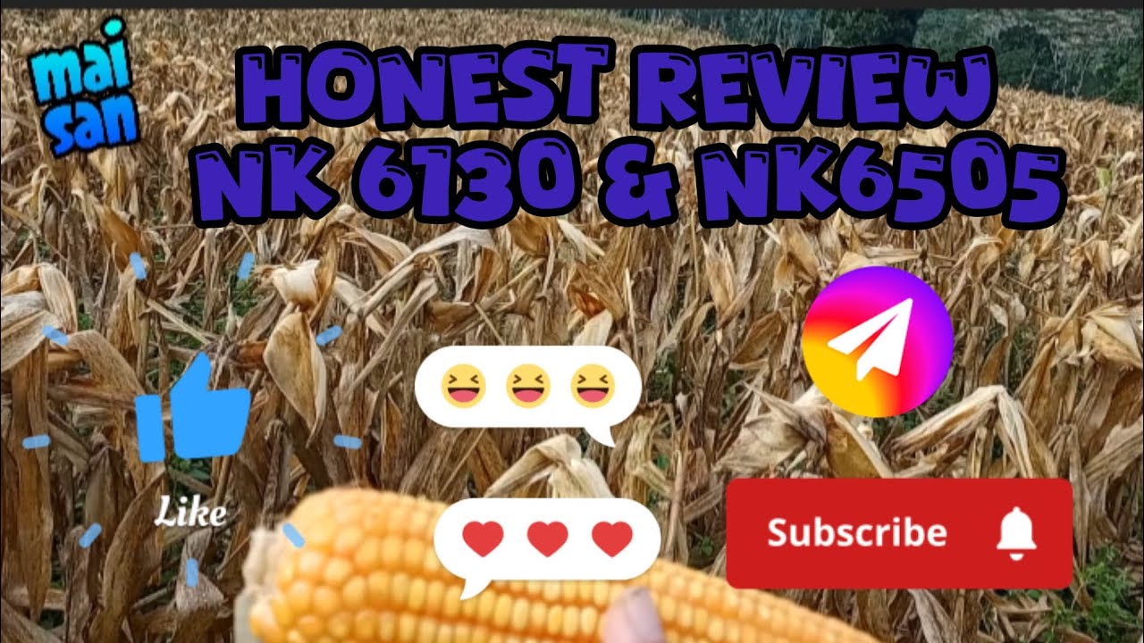 NK 6130 & NK 6505 (HONEST REVIEW)