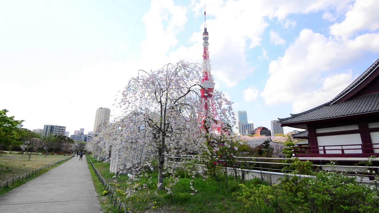 Sakura And Tokyo Tower In Shiba Park 芝公園の桜と東京タワー Youtube
