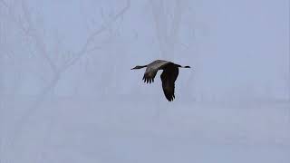 Sandhill Crane Spring Migration