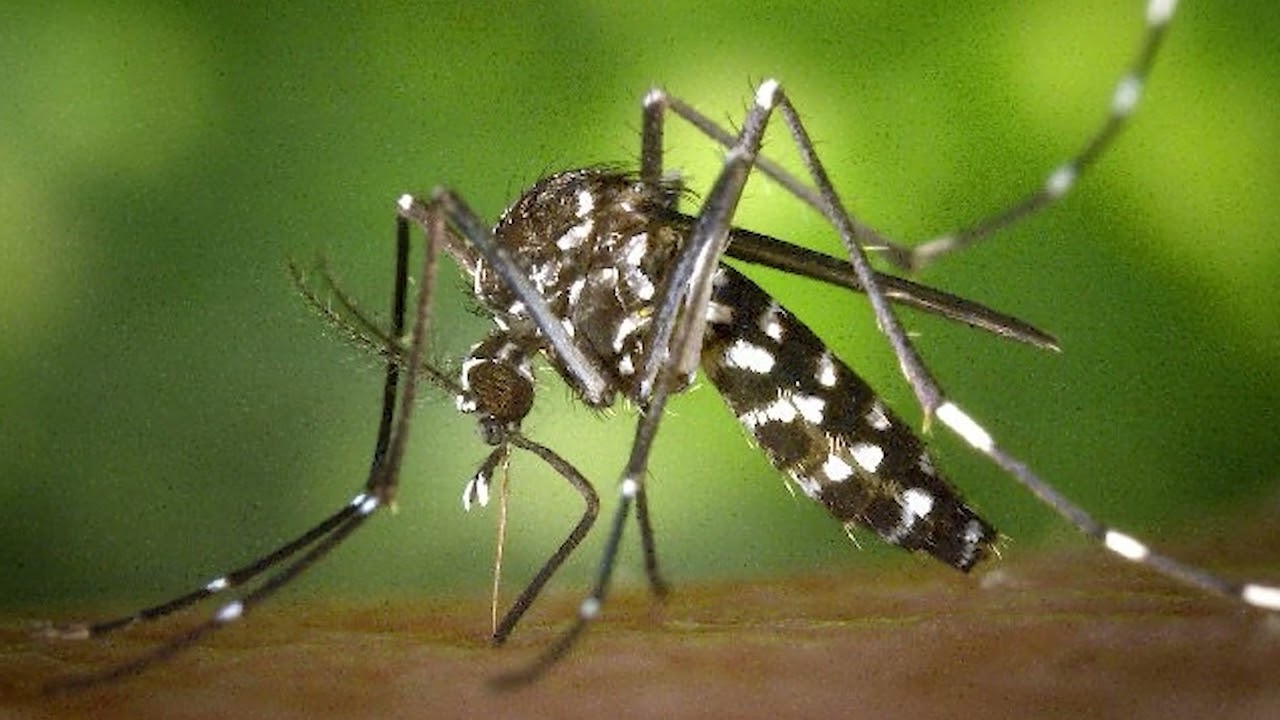 El dengue en Bahía: la Municipalidad continúa con los operativos