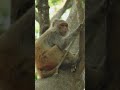 Sundarbans monkey #bbcearth #nature #wildlife #nationalgeography #animalplanet #discovery #sundarban