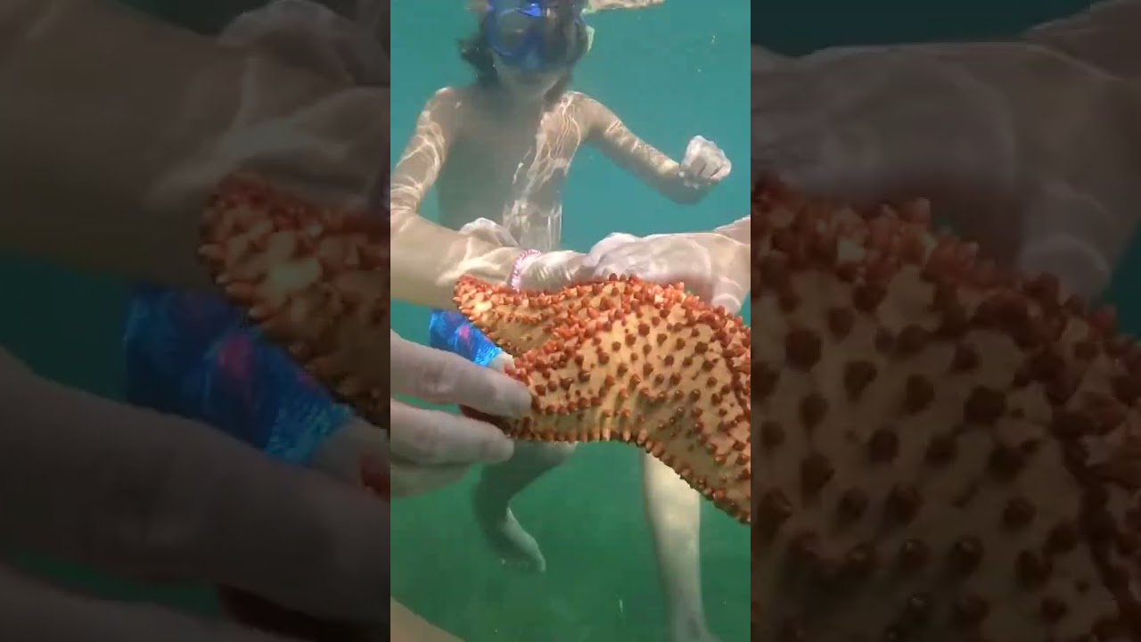 POV: You Spot This While Snorkeling 👀 #boatlife #sailingfamily