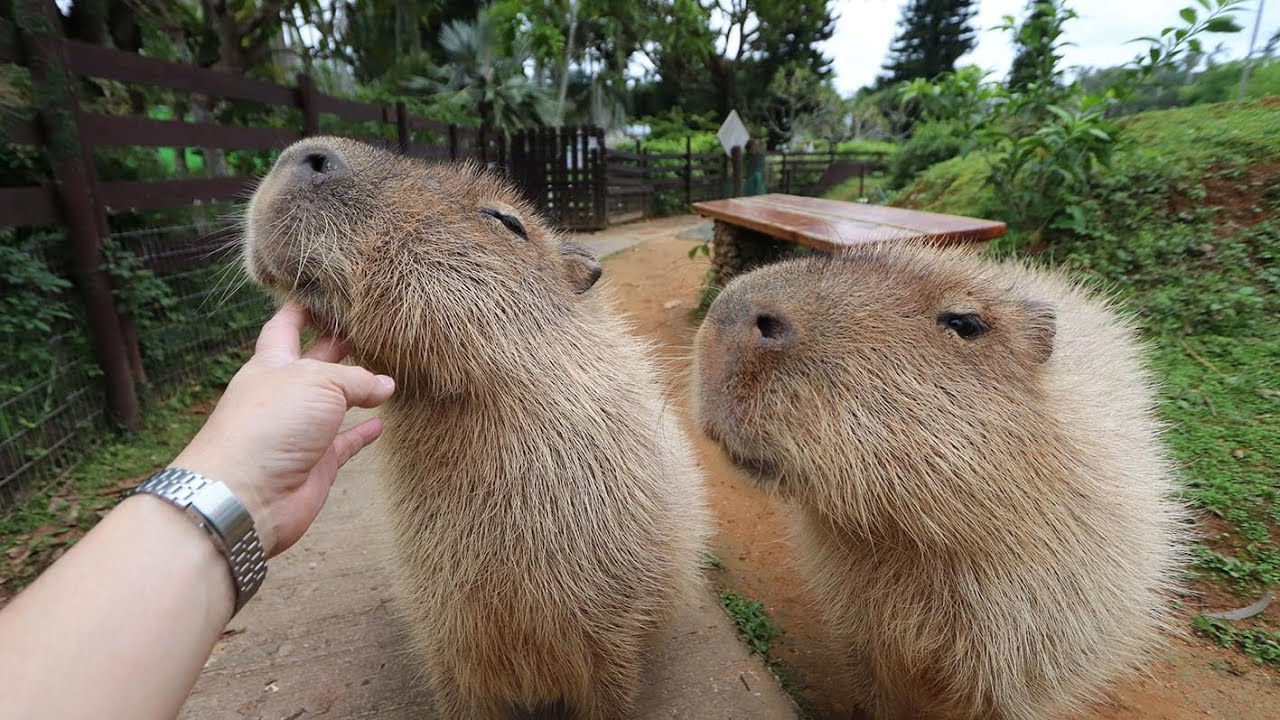 カピバラ maxresdefault.jpg