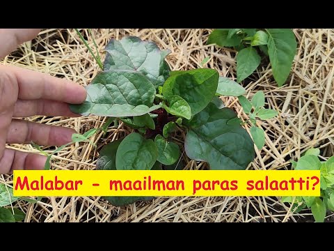 Video: Malabar-pinaattikasvit – Malabarpinaatin kasvattaminen