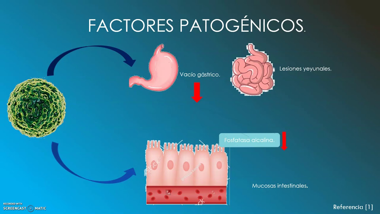 INFECCIÓN POR NOROVIRUS. 