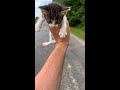 子猫ちゃんを拾ったと思ったらその後予想外の展開に！