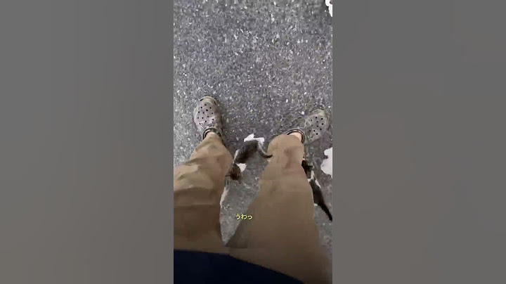 Just when you thought you'd found a kitten, something unexpected happened!