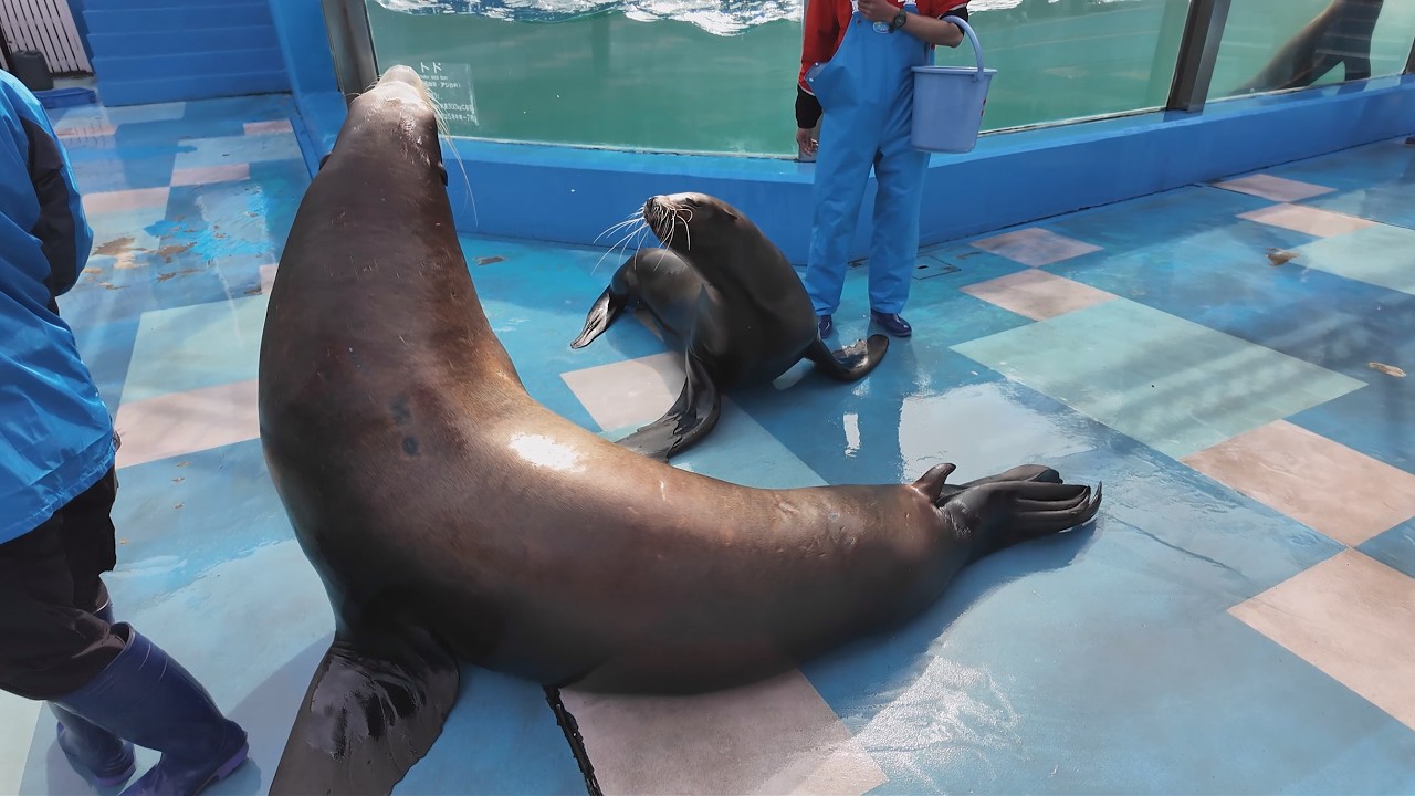 トドのお食事タイム　伊勢シーパラダイス　26.03.02