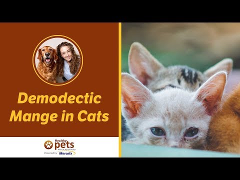 Dr. Becker Talks About Demodectic Mange in Cats
