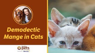 Dr. Becker Talks About Demodectic Mange in Cats