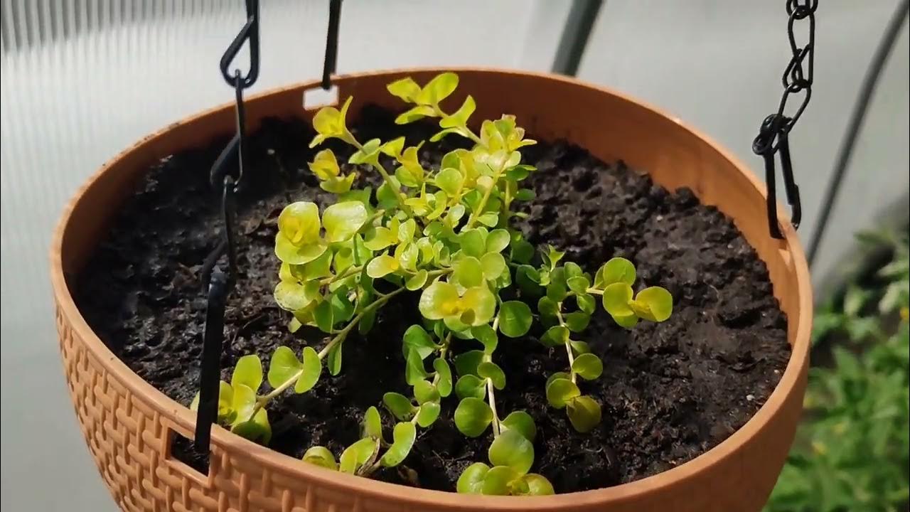 Посадите эти цветы в одно кашпо! Мои садовые миксы! - YouTube