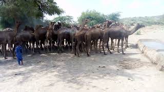 Thirsty Camels Are Drinking Water And Going To The Jungle Thirsty Camels Camels