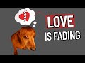 Dog Trainer Reveals: 30 Things You Do That Your Dog Secretly Hates