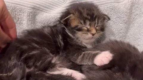 Video 11823881: coon mainecoon kitten cat, mains coon cat mainecoon, mainecoon cat cutecat kitten, mainecoon cat kitten kitty, mainecoon kitten kittycat, mainecoon baby cats kittens, mainecoon catlife
