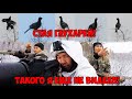 НАШЛИ СТАЮ ГЛУХАРЕЙ/ ТАКОГО Я ЕЩЕ НЕ ВИДЕЛ/ УНИКАЛЬНЫЕ КАДРЫ С ОХОТЫ / БОРОВАЯ 2020