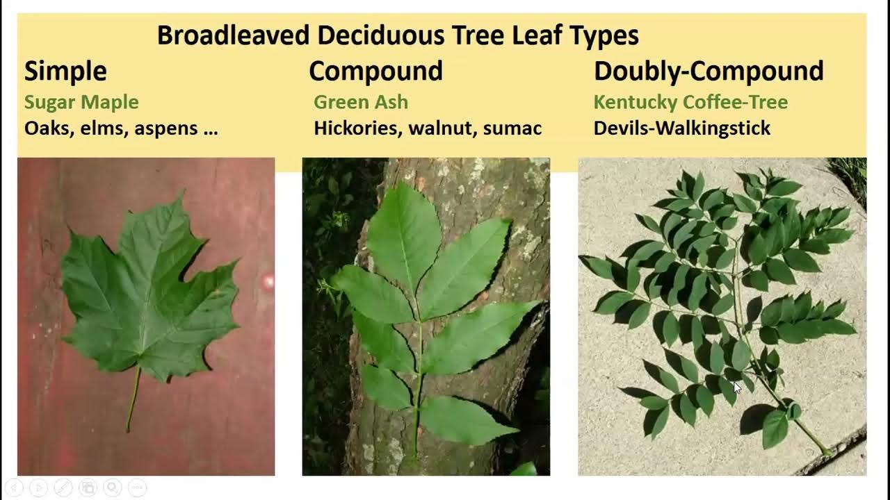 How To Identify Trees In Indiana YouTube