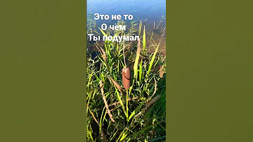 Будешь удивлён,но это растение называется рогоз,а не камыш!Не дай себя запутать!Русский бамбук!