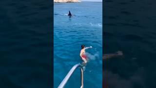هجوم القرش