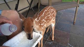 Bambi day 1 #shorts
