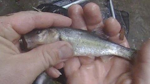 Seining Large minnows video
