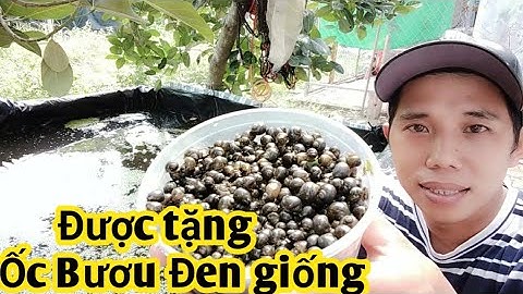 Được chú Tư Thanh tặng ốc Bươu Đen về nuôi